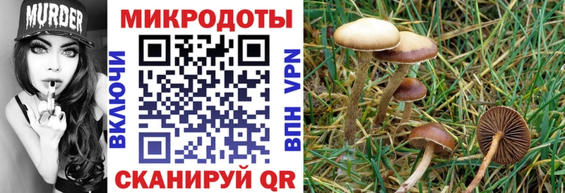 ссылка на мегу зеркало Кировград Псилоцибиновые грибы мицелий где можно купить наркотик